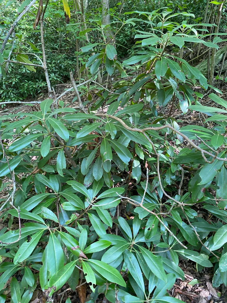 Rhododendron Maximum