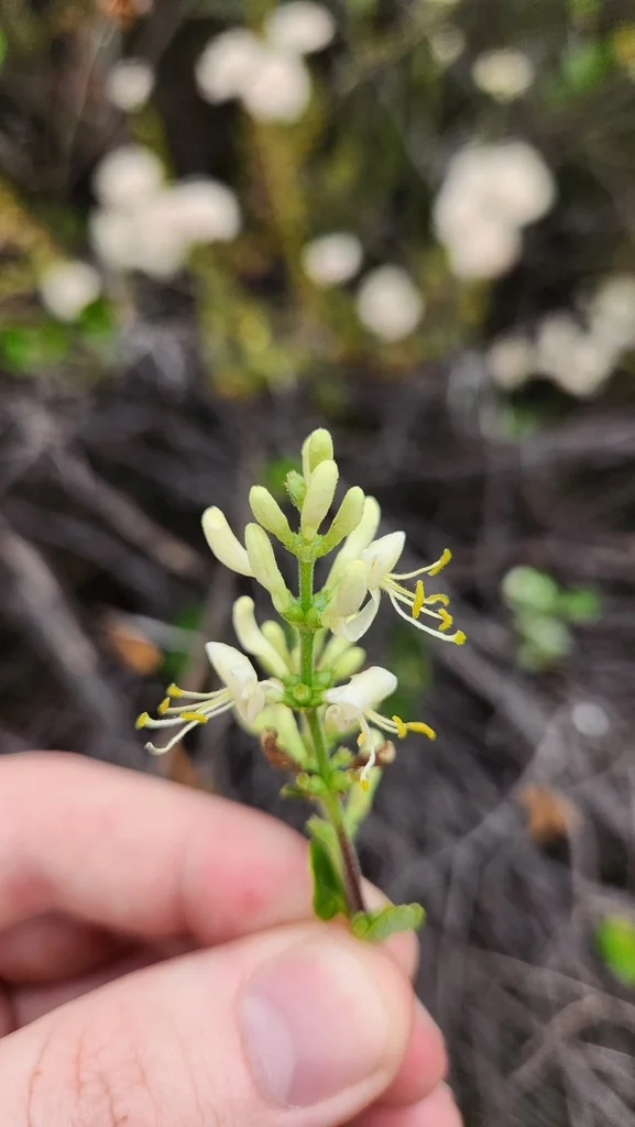 Lonicera Subspicata