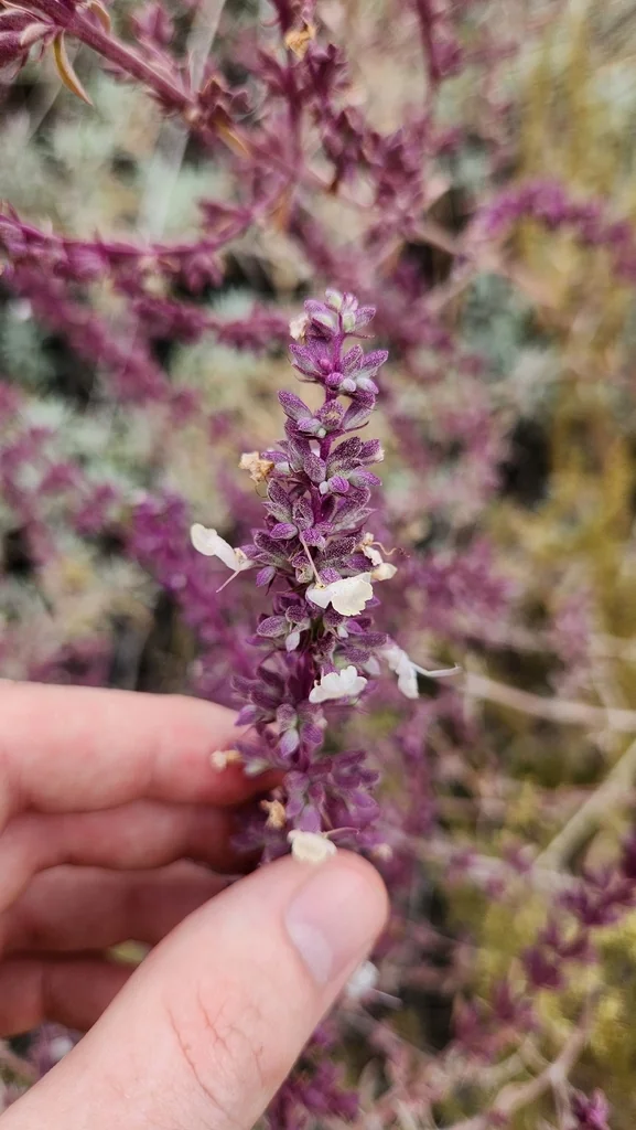 Salvia Apiana