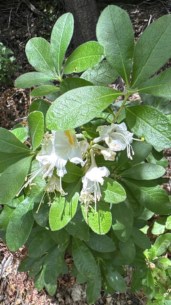 Rhododendron Occidentale