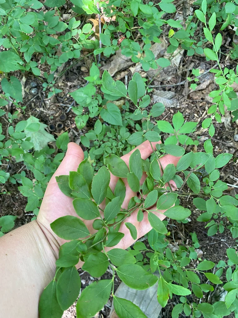 Vaccinium Pallidum