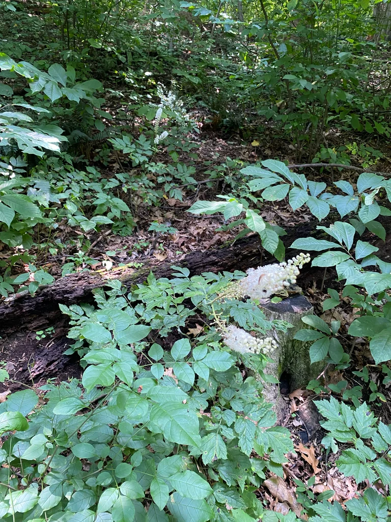 Actaea Racemosa