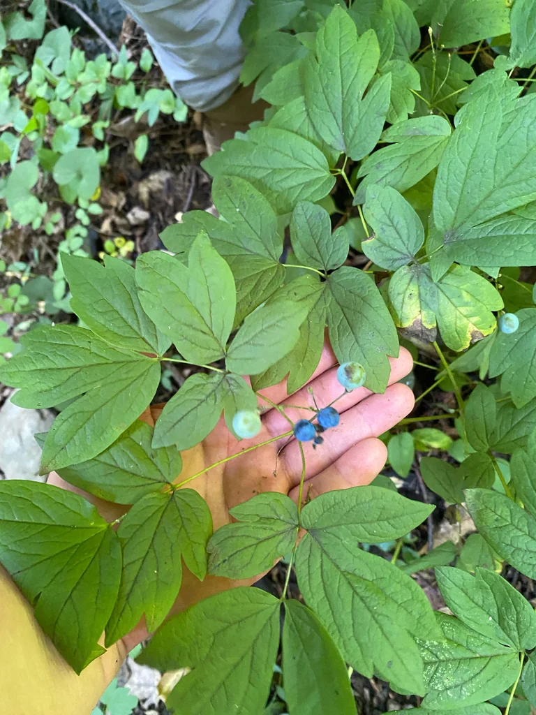 Caulophyllum Thalictroides