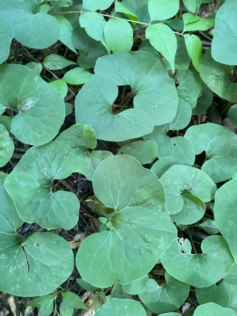 Asarum Canadense