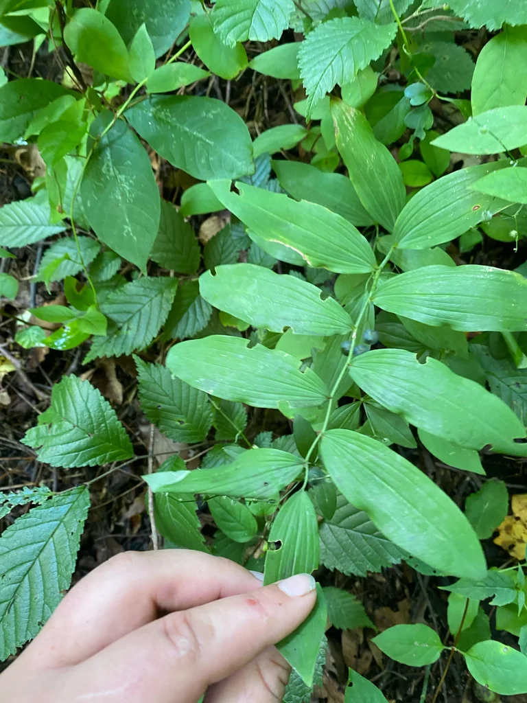 Polygonatum Biflorum