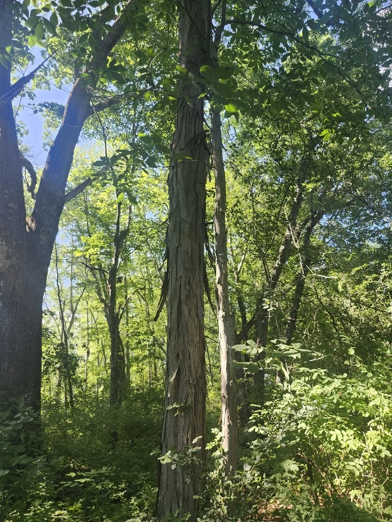 Carya Ovata