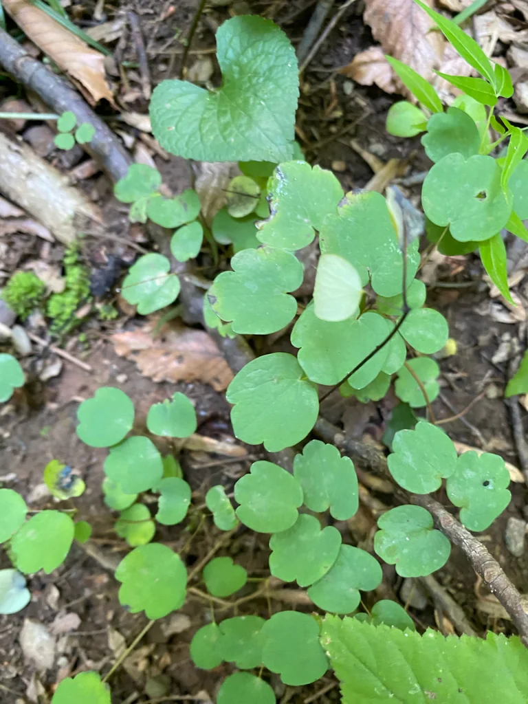 Anemonella Thalictroides