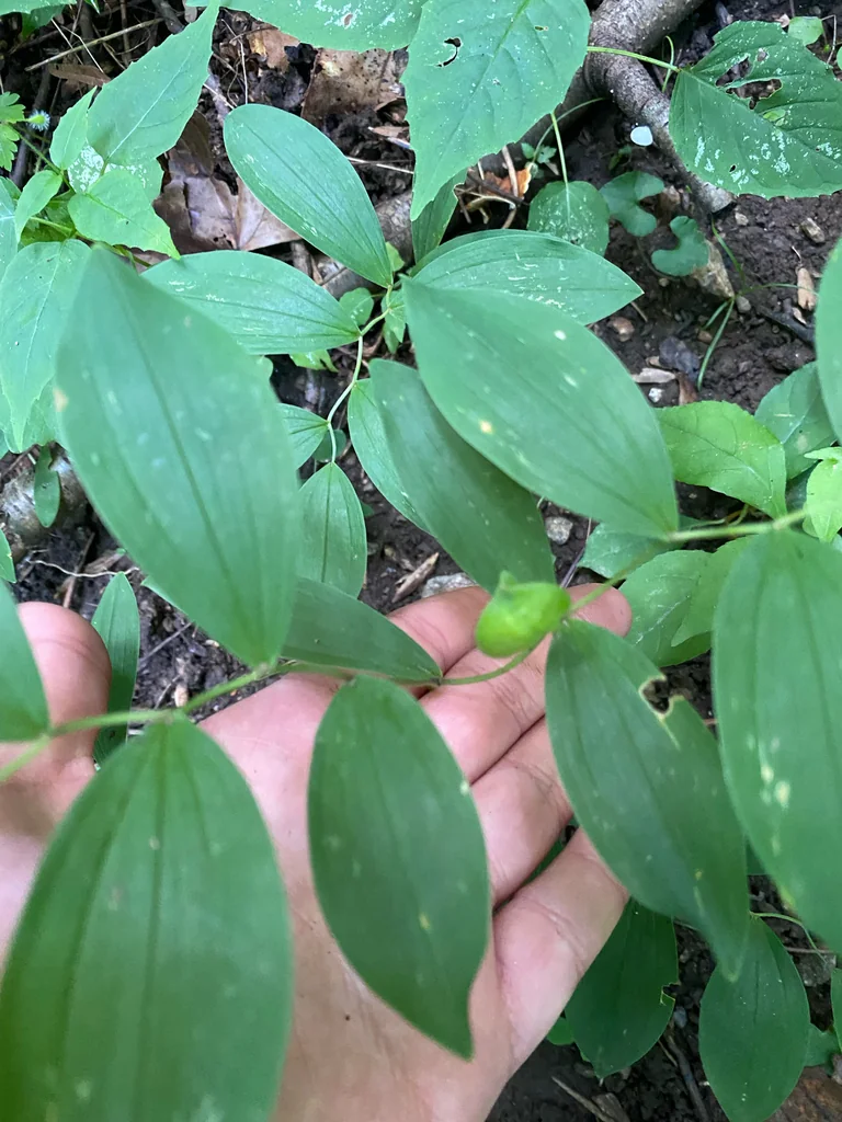 Uvularia Sessilifolia