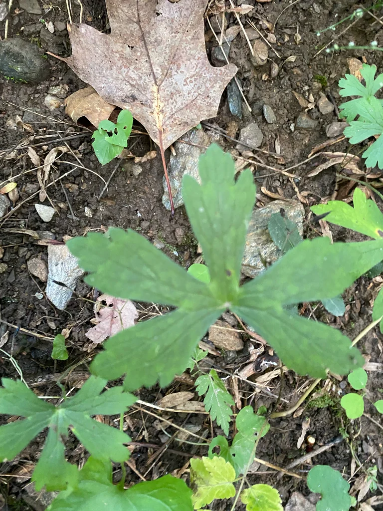 Geranium Maculatum