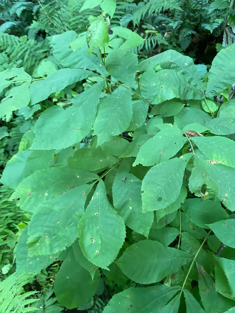 Carya Tomentosa
