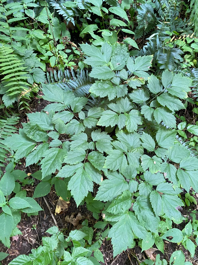 Actaea Racemosa