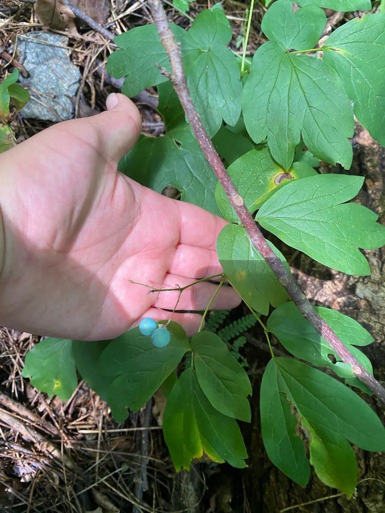 Caulophyllum Thalictroides