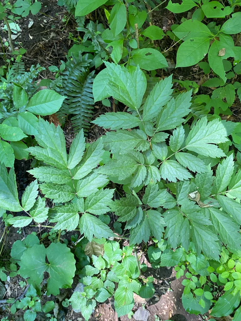 Actaea Racemosa