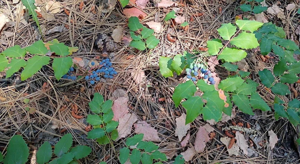 Mahonia Repens