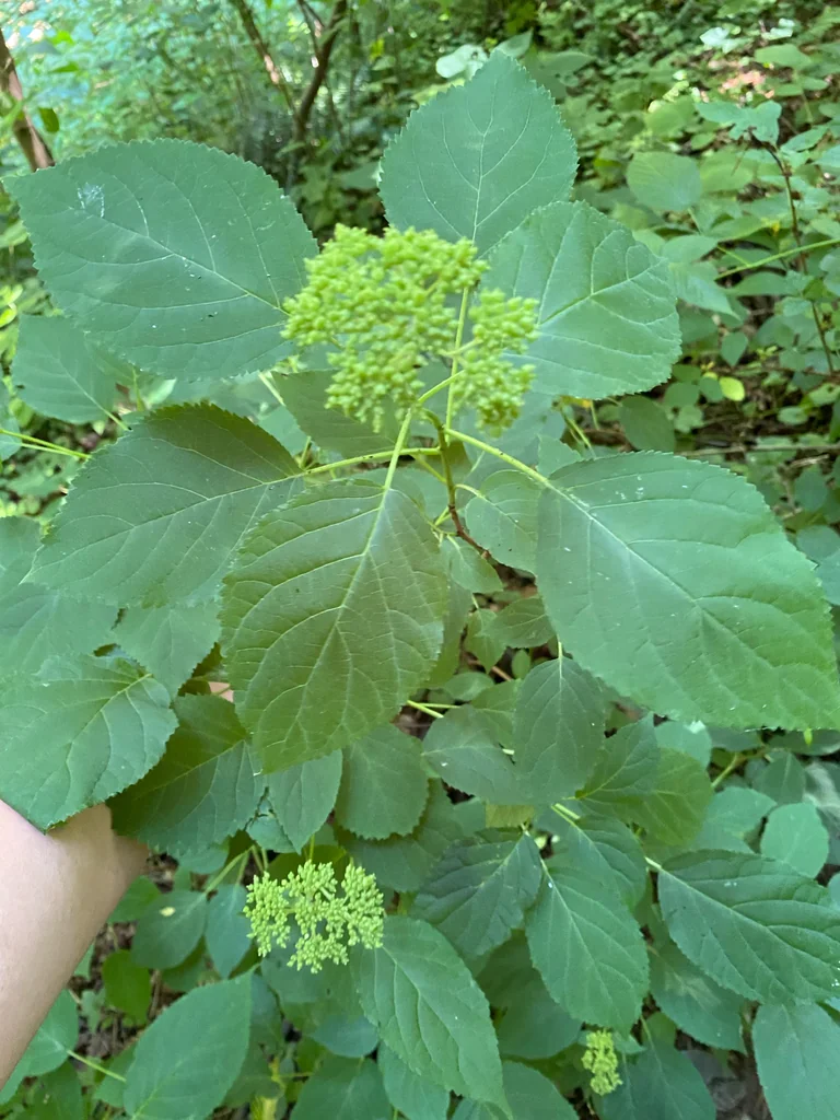Hydrangea arborescens