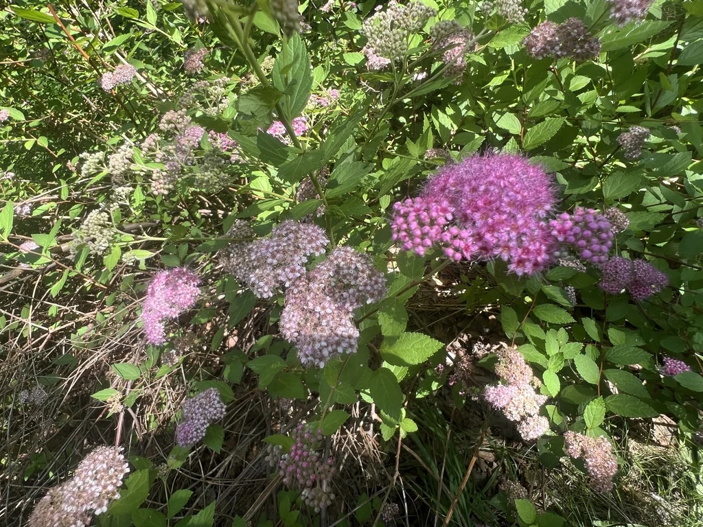Spiraea japonica