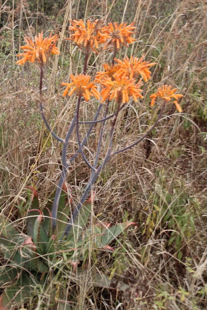 Aloe Maculata