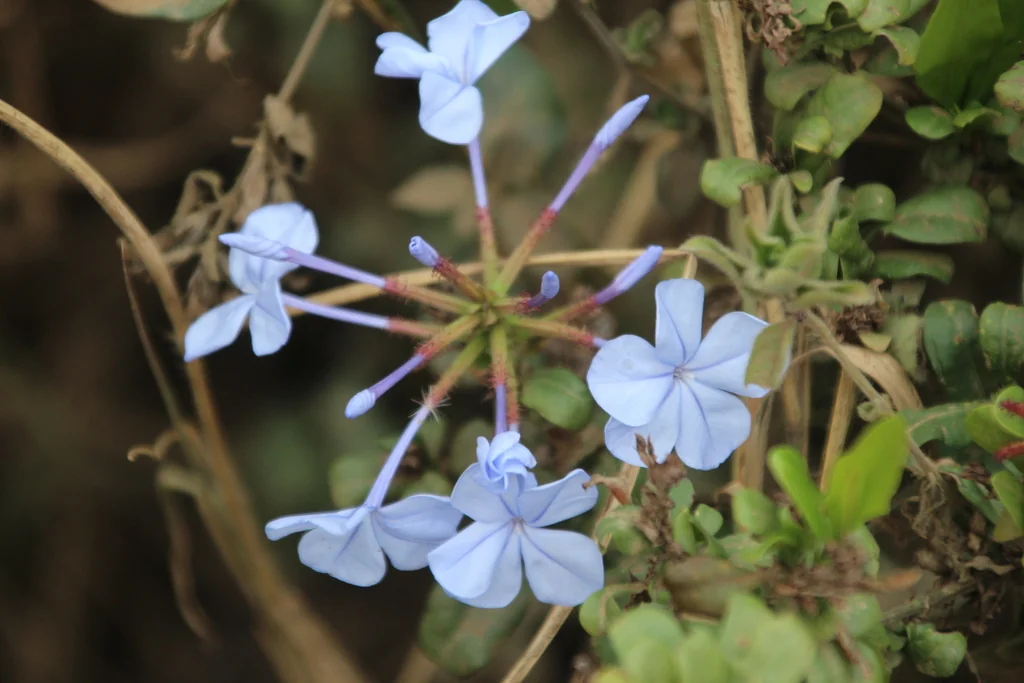 Plumbago Auriculata