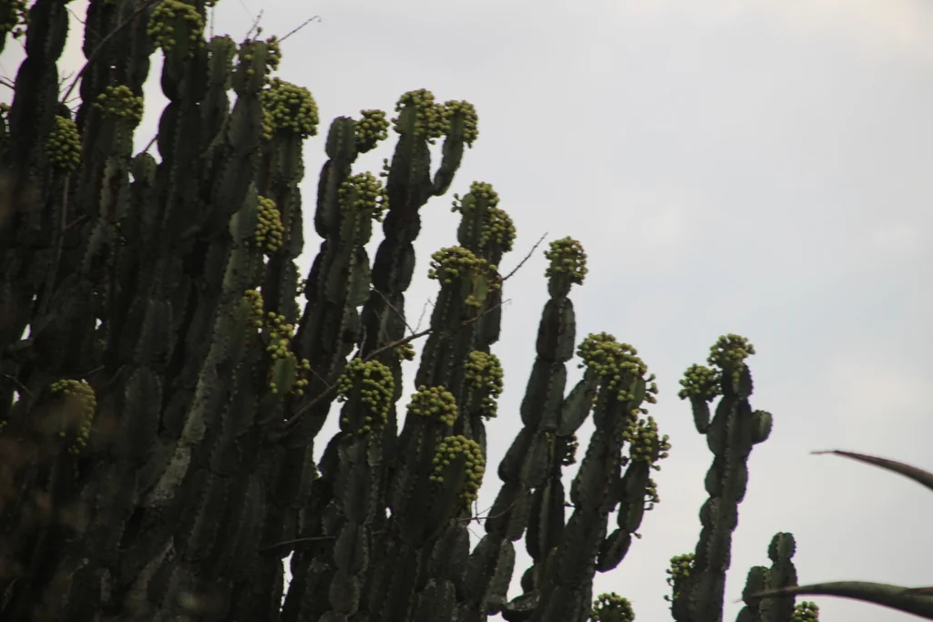 Euphorbia Ingens