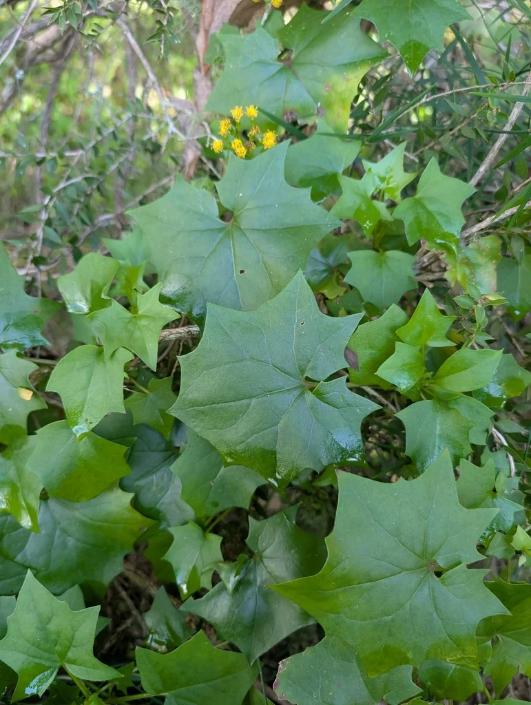 Senecio Confusus