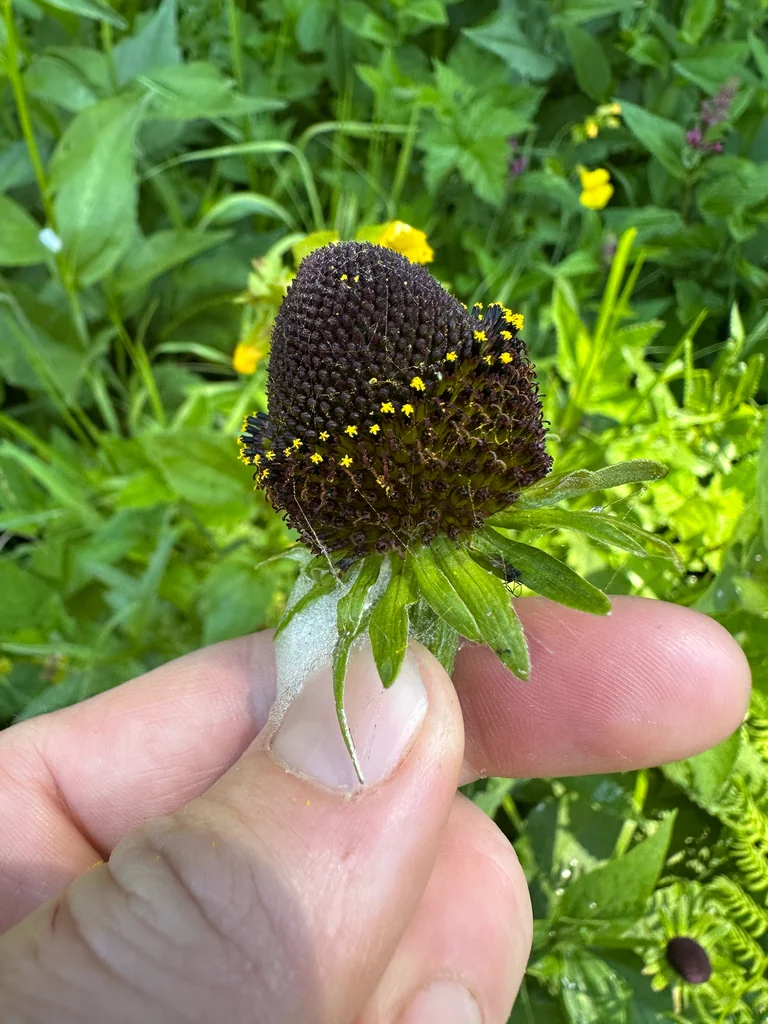 Rudbeckia Occidentalis
