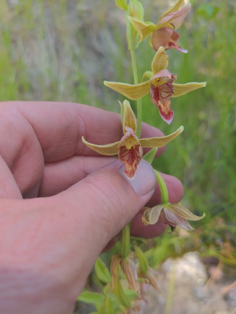 Epipactis Gigantea