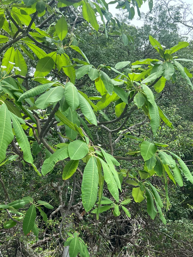 Plumeria Rubra