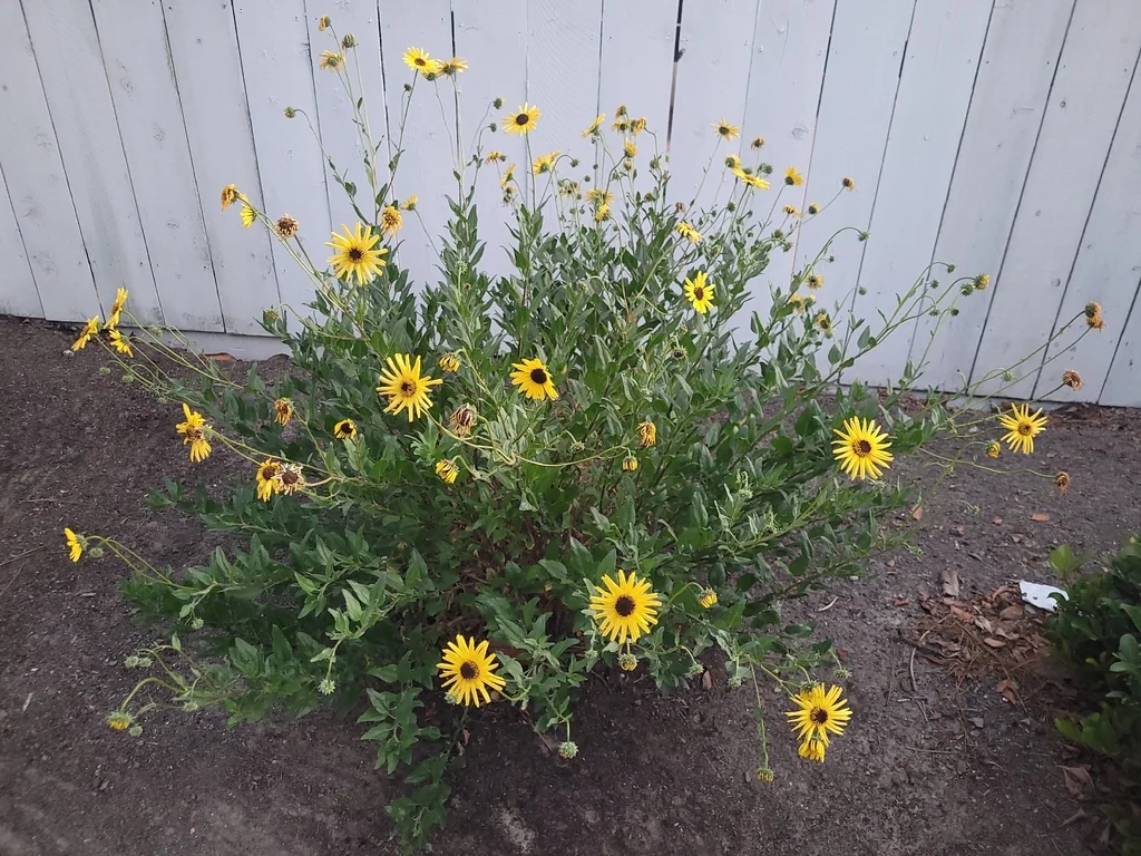 Encelia californica