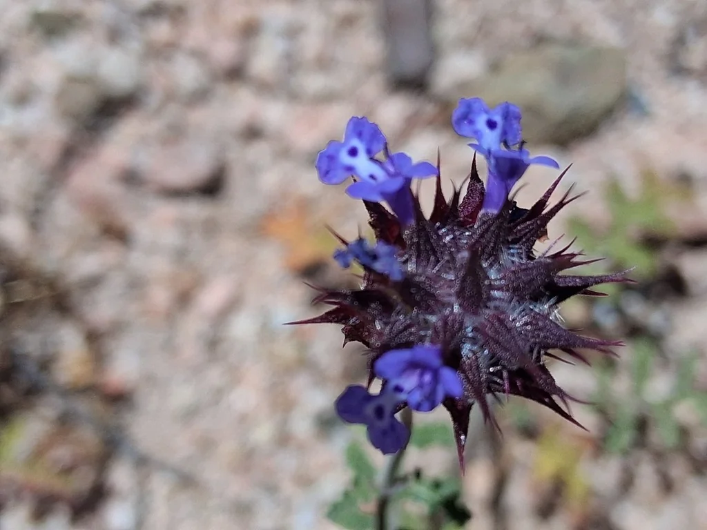 Salvia Columbariae