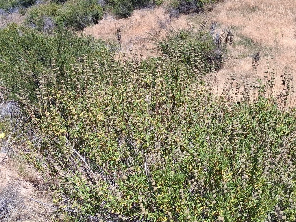 Salvia Mellifera