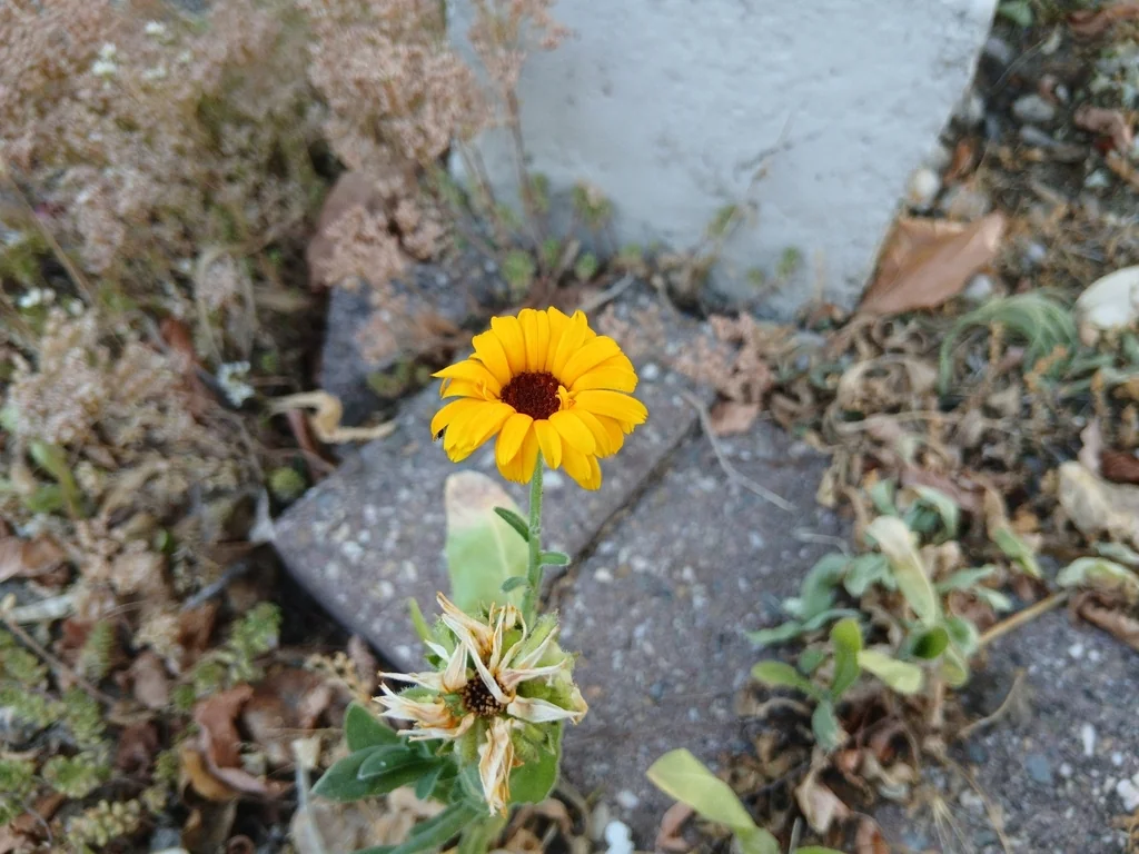 Calendula Officinalis
