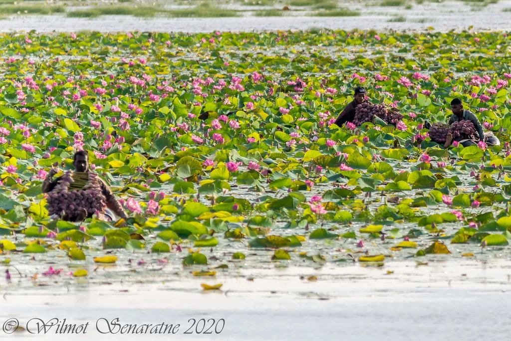 Nelumbo Nucifera