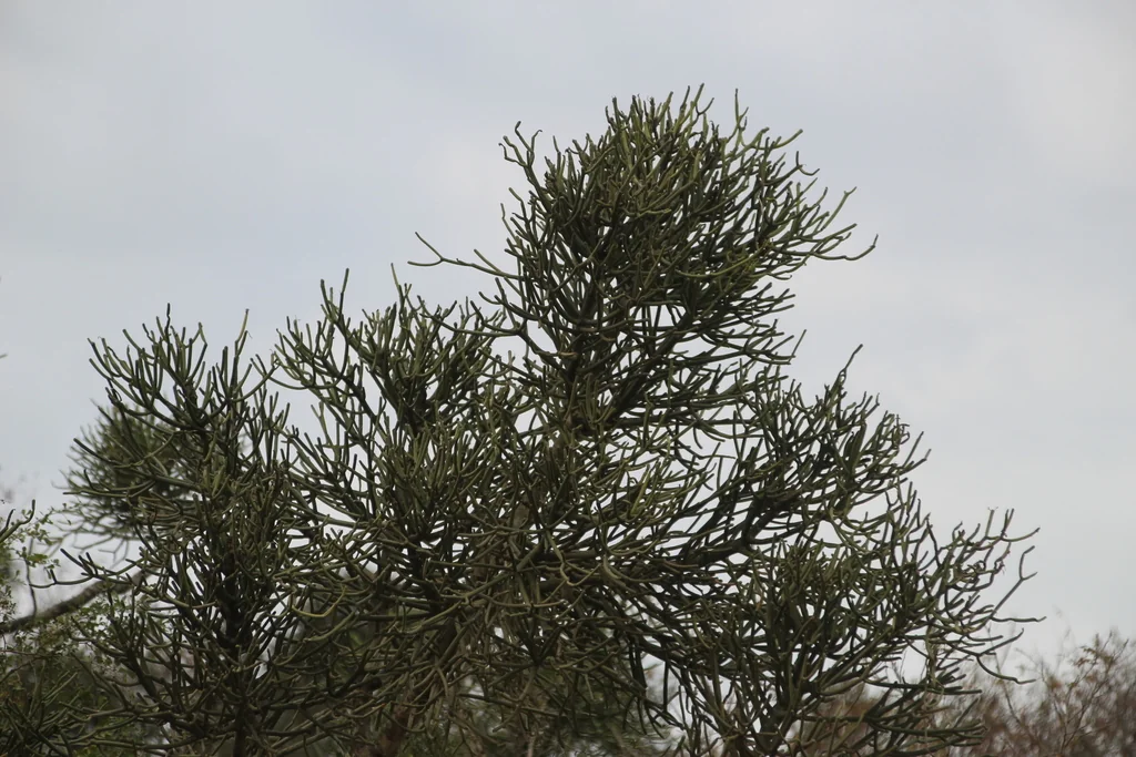 Euphorbia Tirucalli