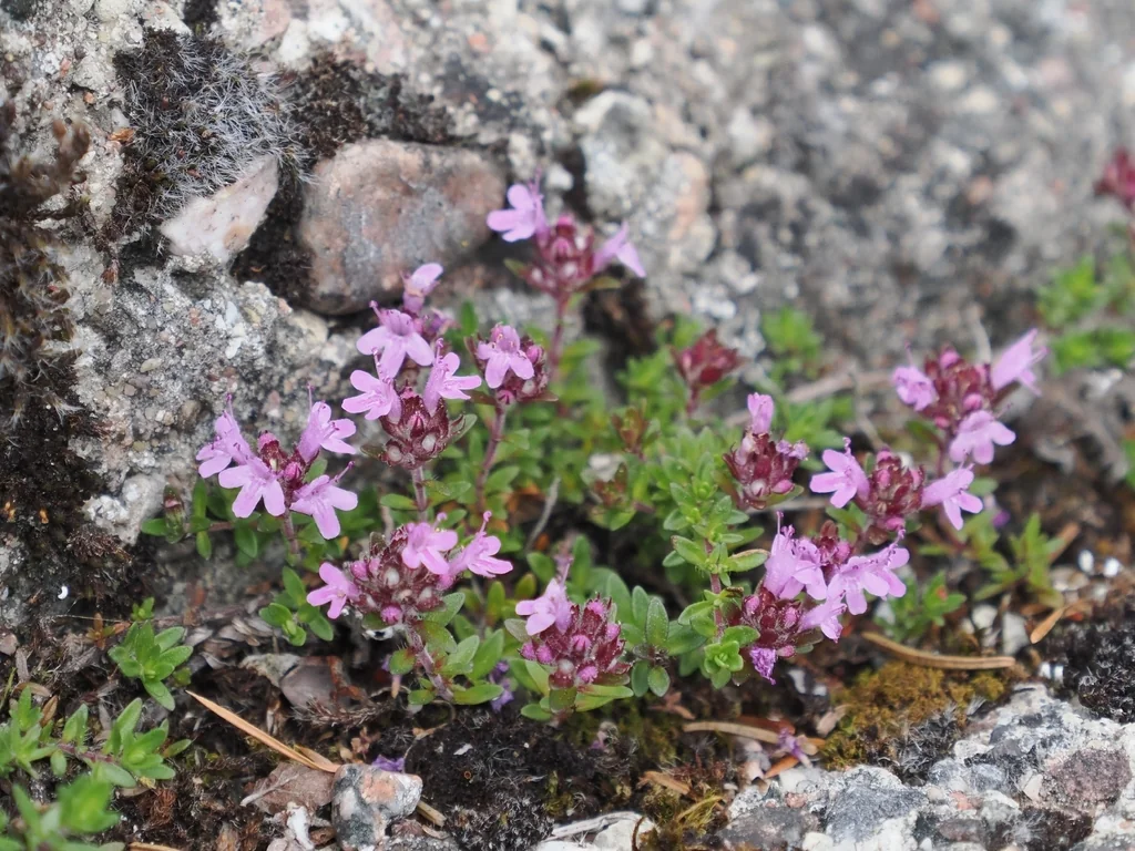 Thymus Serpyllum