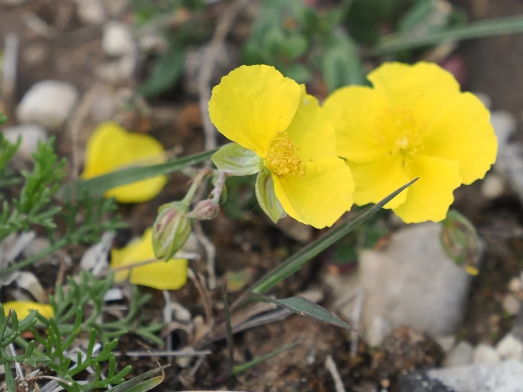 Helianthemum Nummularium