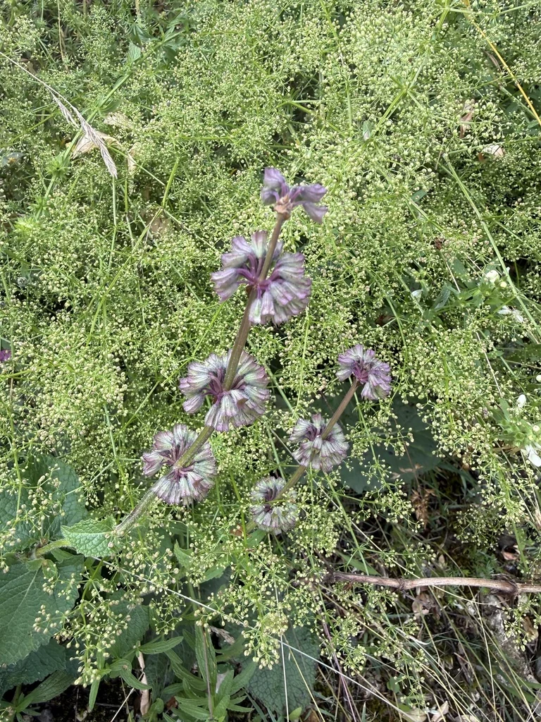 Salvia Verticillata