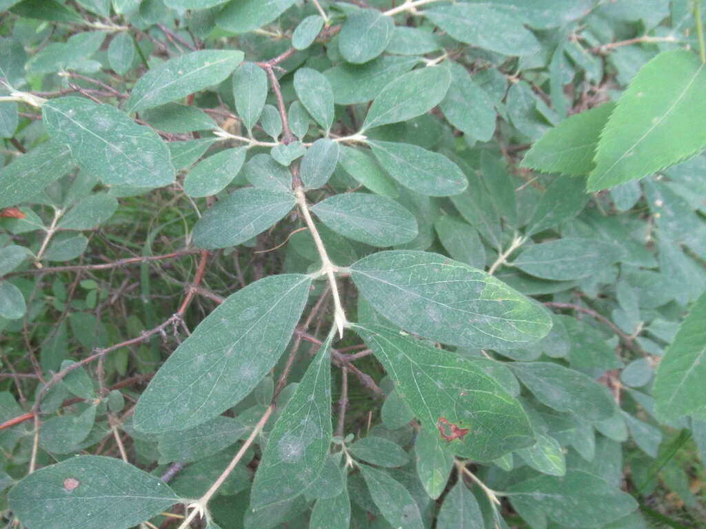 Lonicera Caerulea