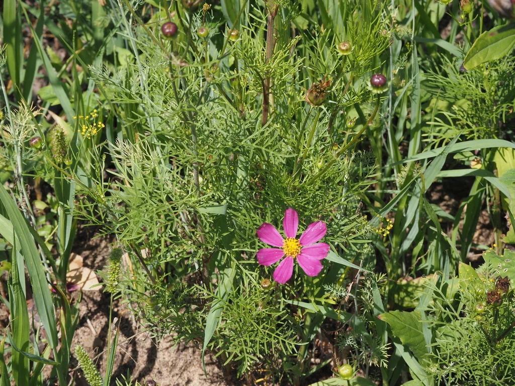 Cosmos Bipinnatus