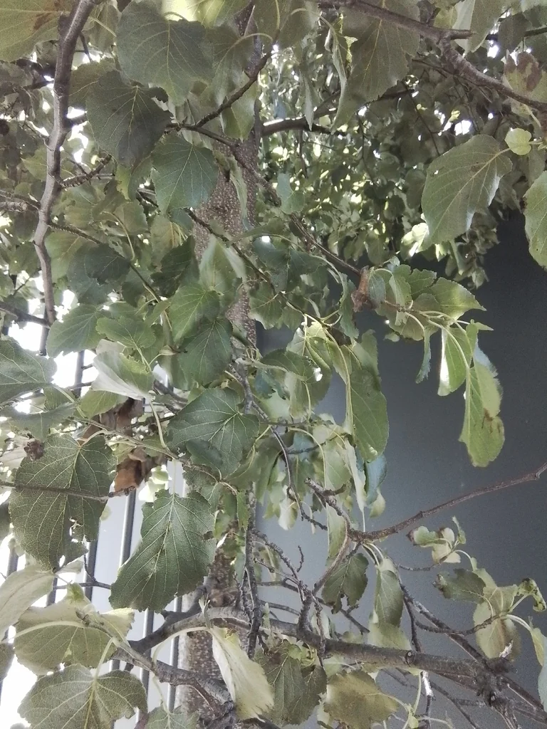 Alnus Cordata