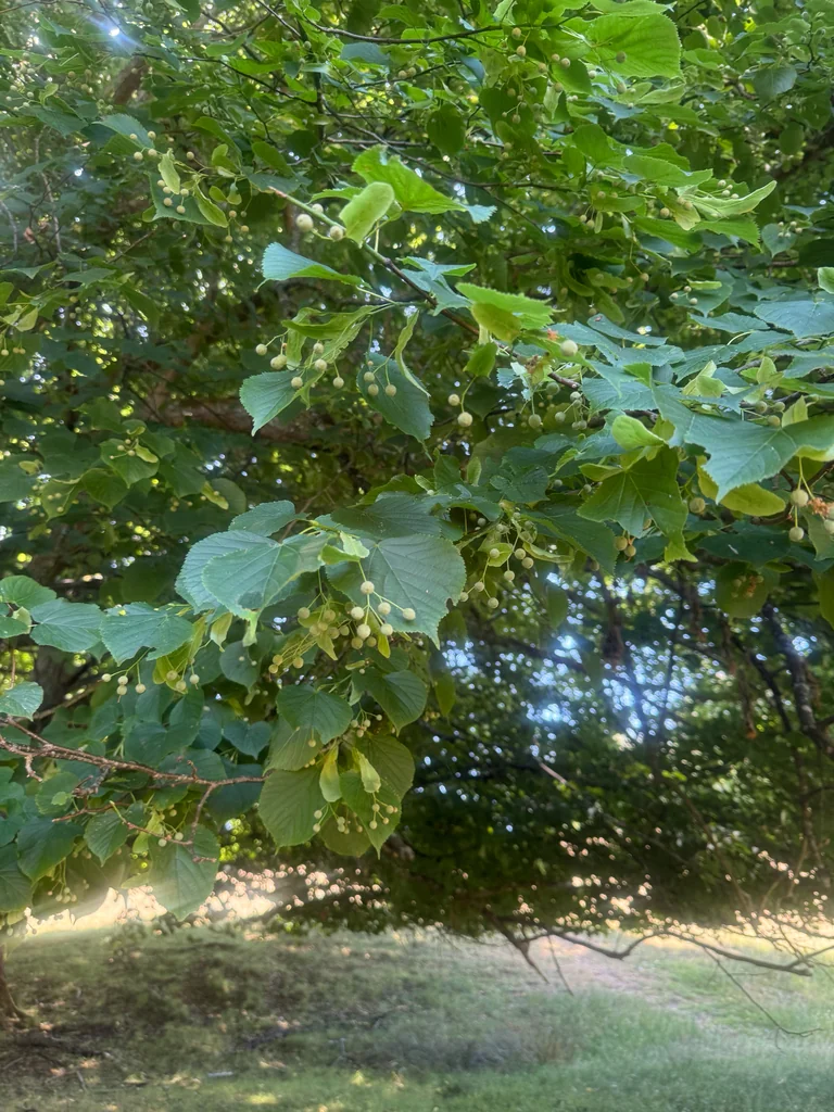 Tilia Cordata