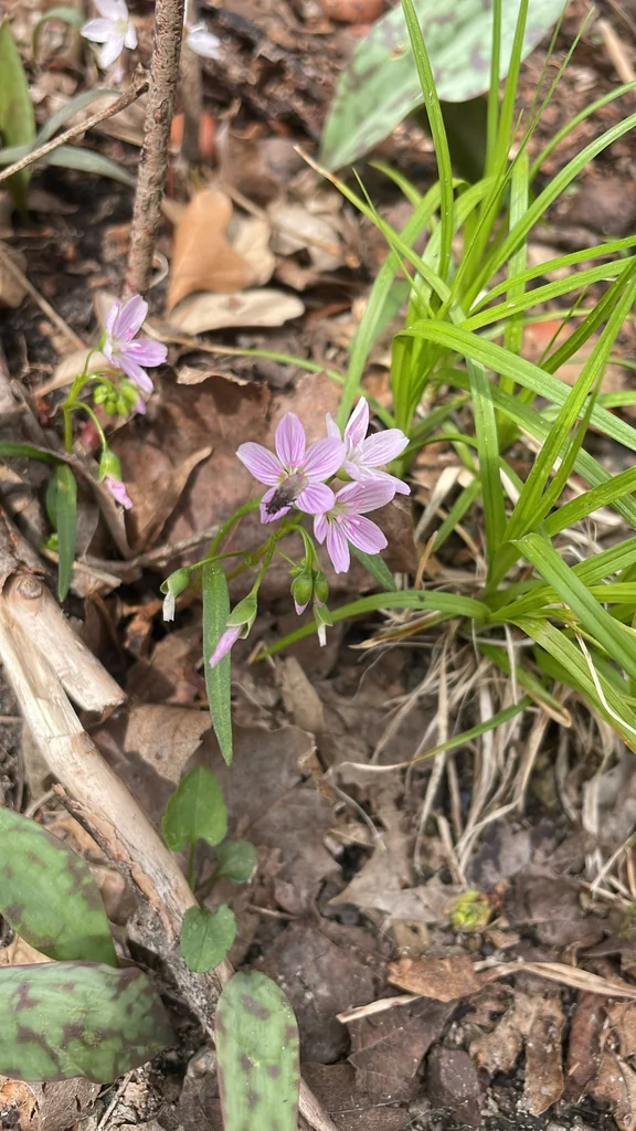 Claytonia Virginica