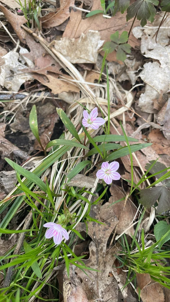 Claytonia Virginica