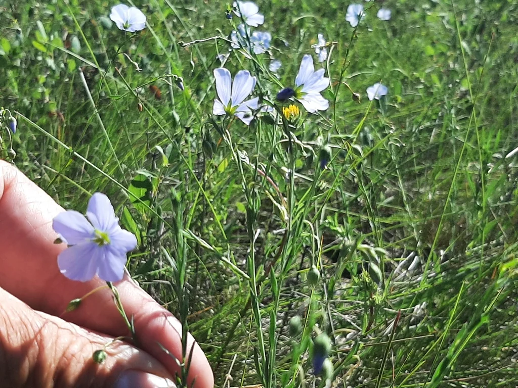 Linum Lewisii
