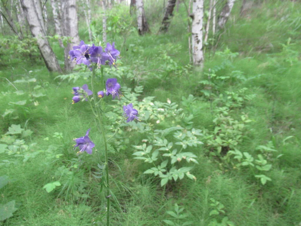 Polemonium Caeruleum