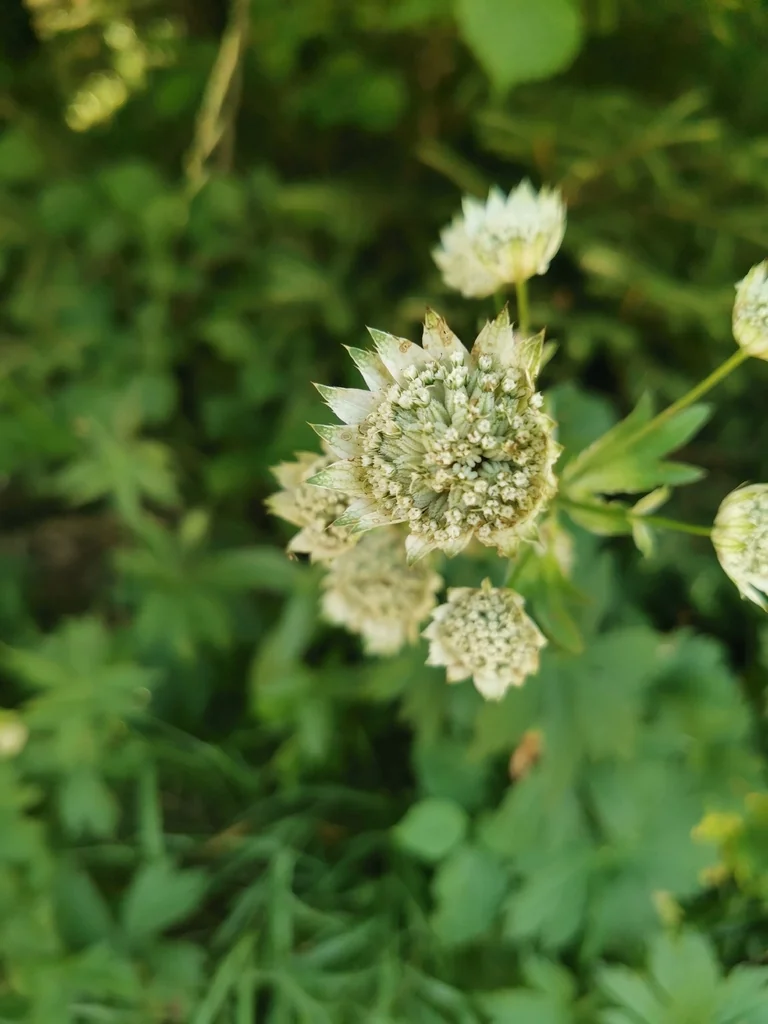 Astrantia Major