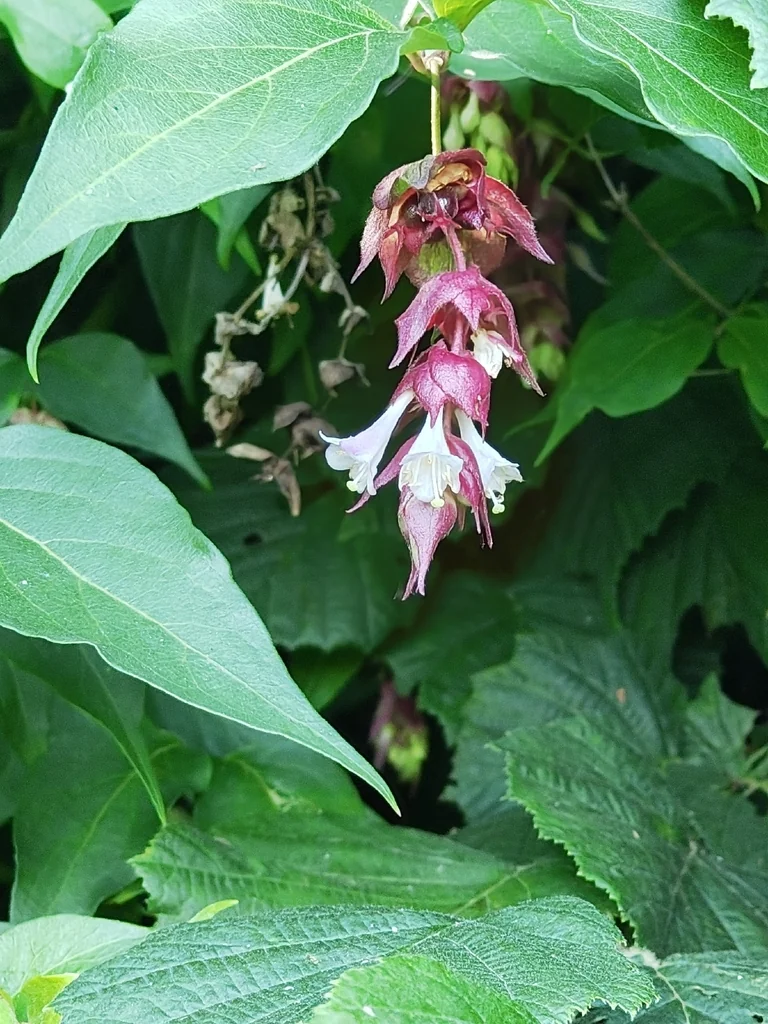 Leycesteria formosa