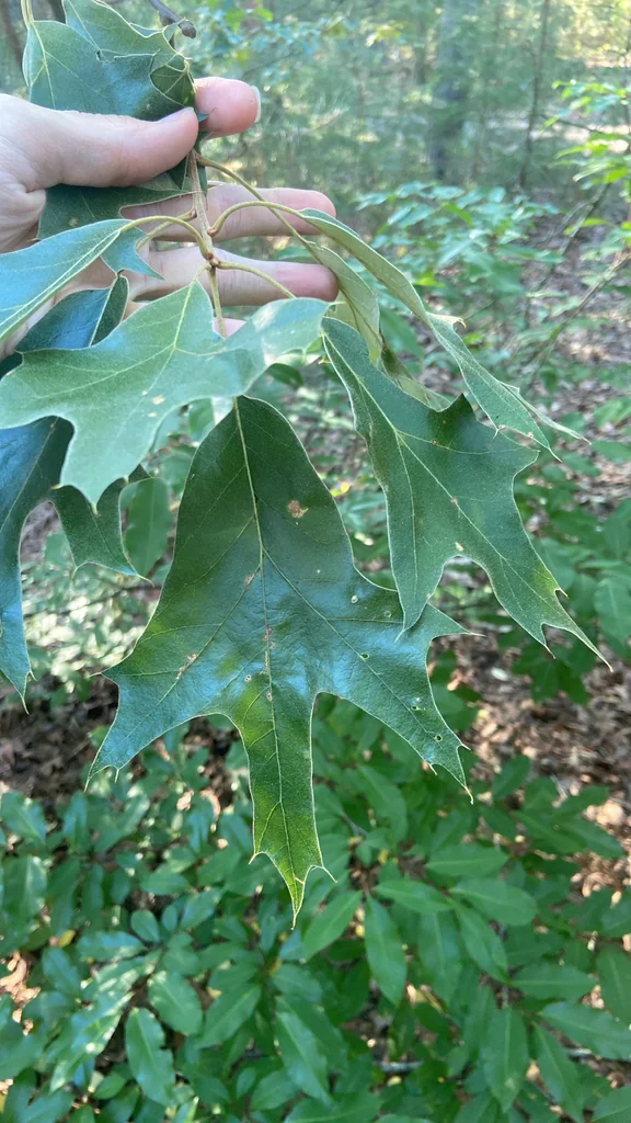 Quercus Falcata