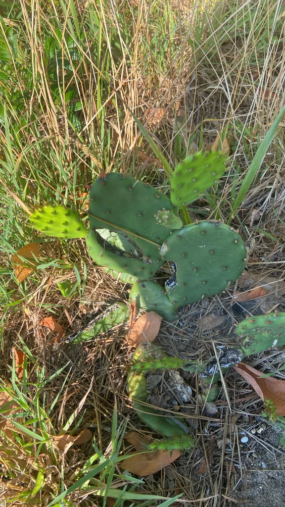 Opuntia Humifusa