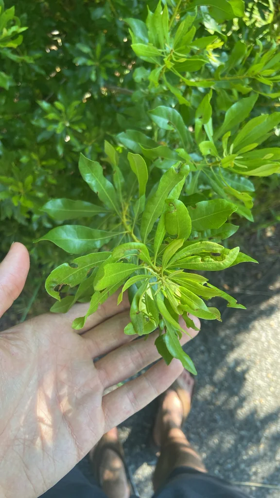Morella Cerifera