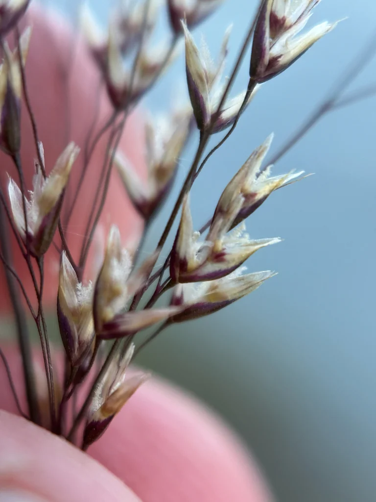 Deschampsia Cespitosa
